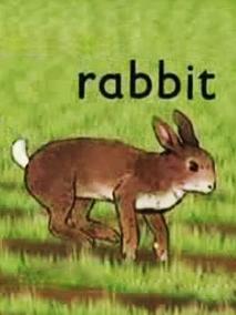 兔