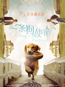 一条狗的使命剧情介绍